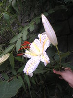 Image1110.jpg