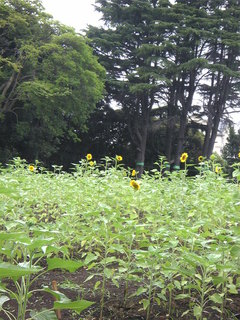 Image1143.jpg